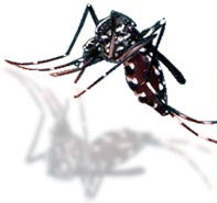 Aedes Aegypti