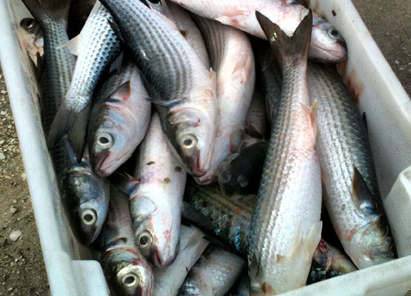 Peixes